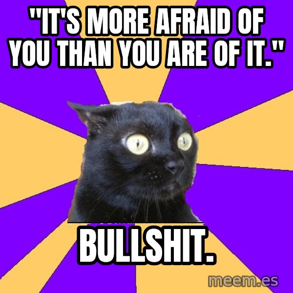 Anxiety Cat meme: "it's more afraid of you than you are of it." / BULLSHIT.