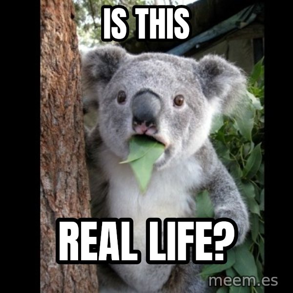 Koala can't believe it meme: Is this / real life?