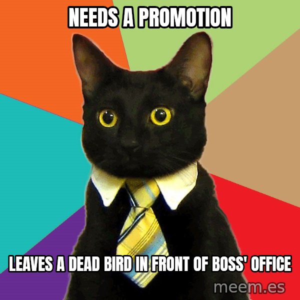 Business Cat meme: Needs a promotion / leaves a dead bird in front of boss' office