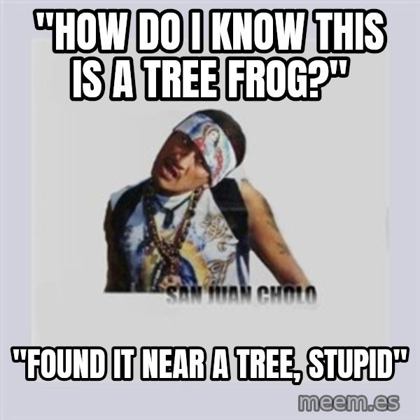 san juan cholo meme: "how do i know this is a tree frog?" / "found it near a tree, stupid"