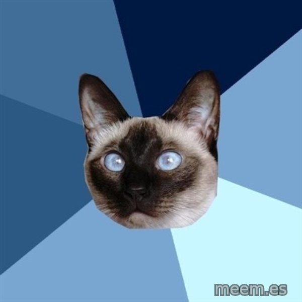 Chronic Illness Cat meme template